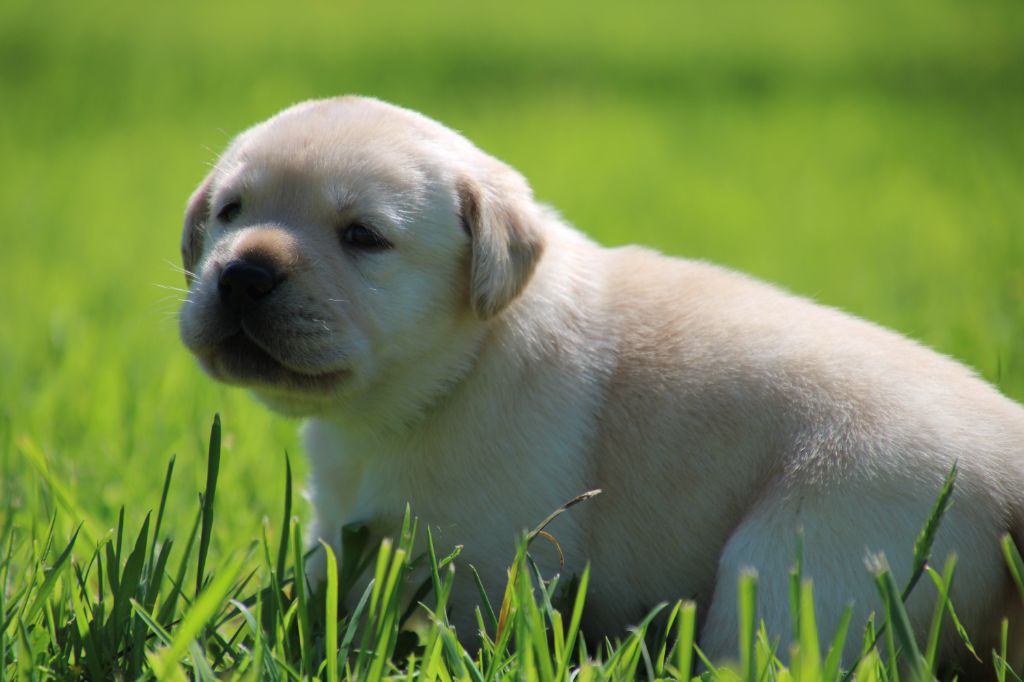 De L' Ambre Bleue - Chiots disponibles - Labrador Retriever