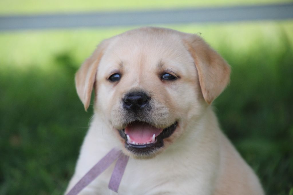 De L' Ambre Bleue - Chiots disponibles - Labrador Retriever