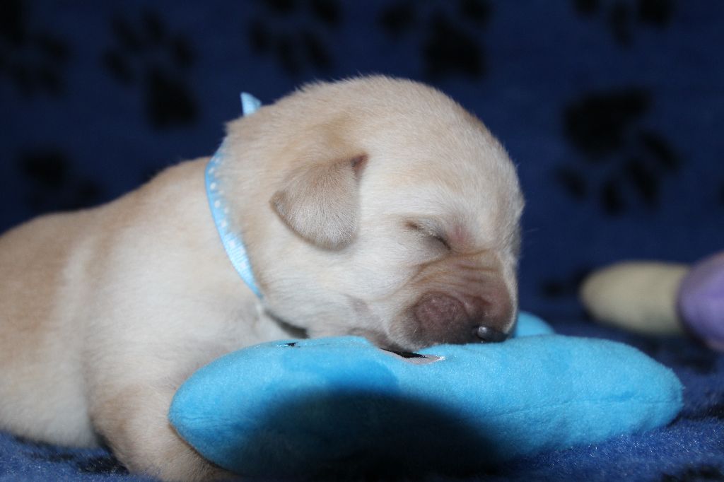 De L' Ambre Bleue - Chiots disponibles - Labrador Retriever