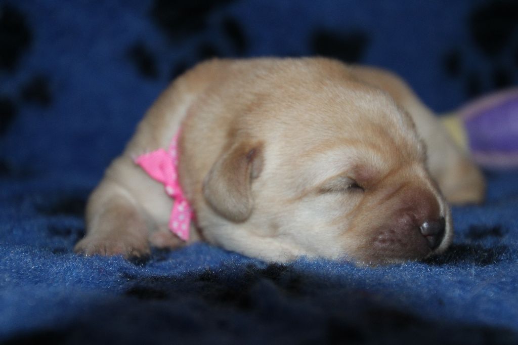 De L' Ambre Bleue - Chiots disponibles - Labrador Retriever