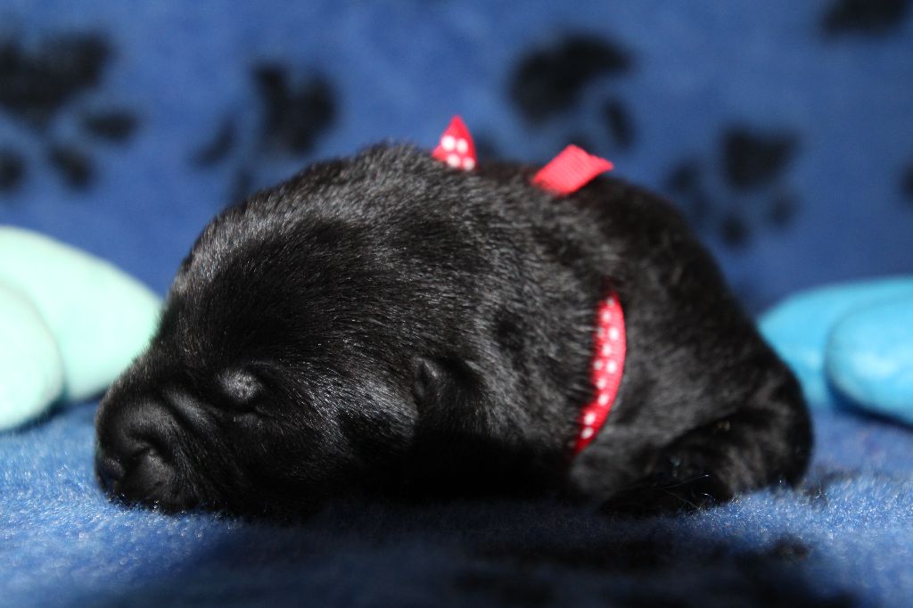 De L' Ambre Bleue - Chiots disponibles - Labrador Retriever