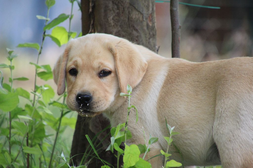 De L' Ambre Bleue - Chiots disponibles - Labrador Retriever