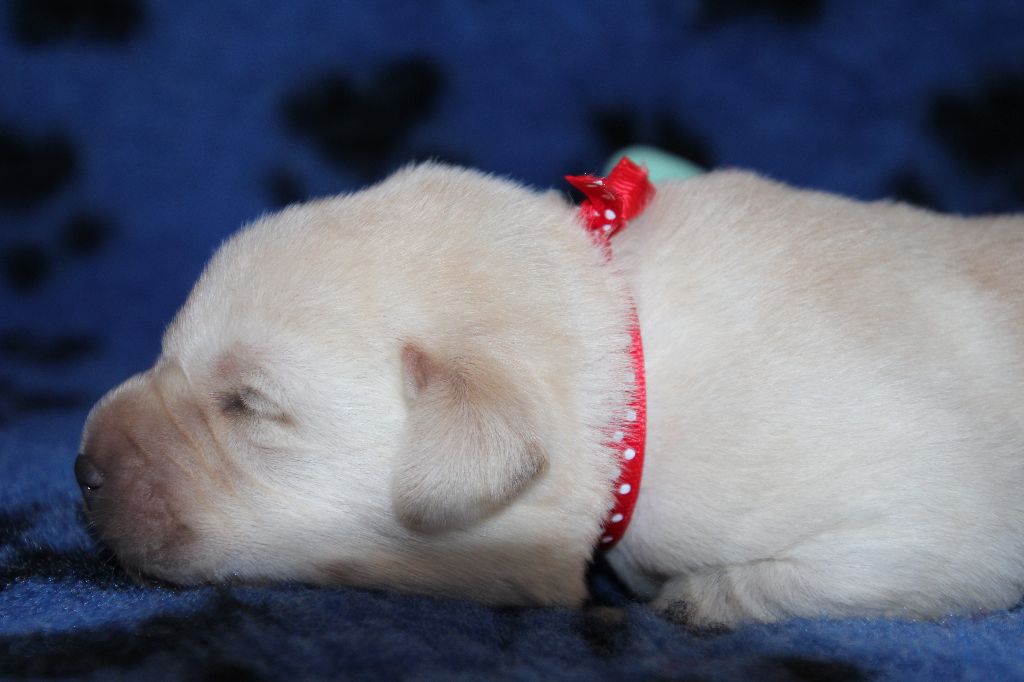 De L' Ambre Bleue - Chiots disponibles - Labrador Retriever
