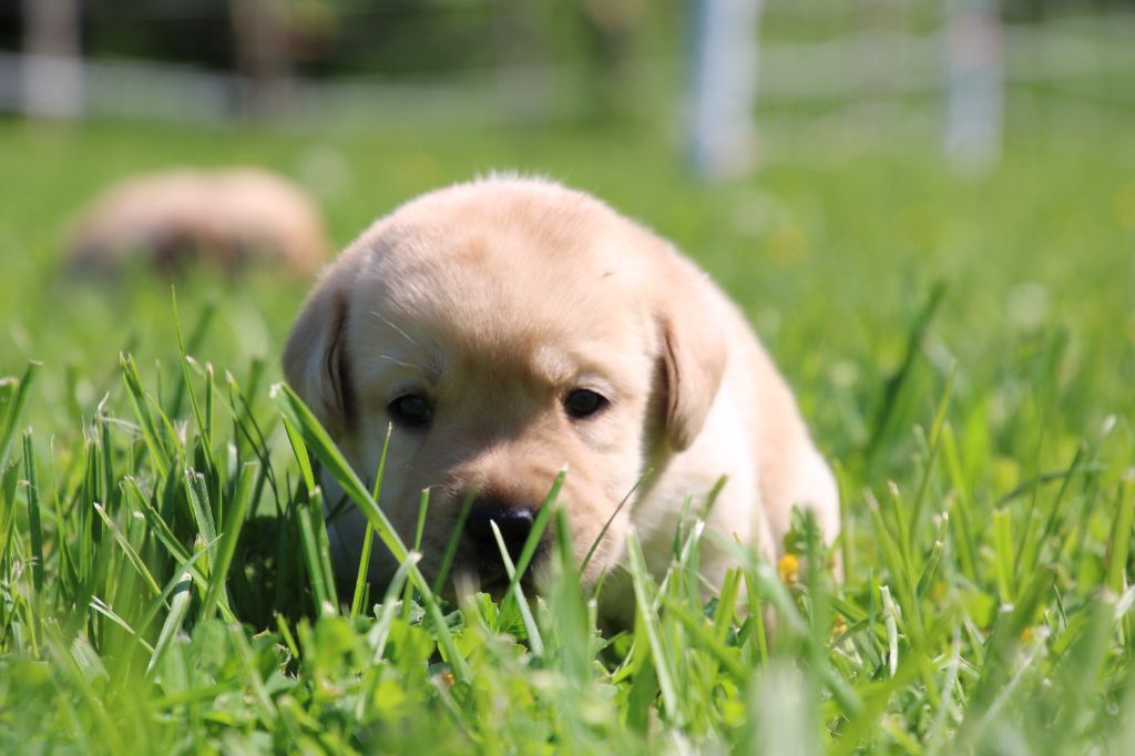 De L' Ambre Bleue - Chiots disponibles - Labrador Retriever