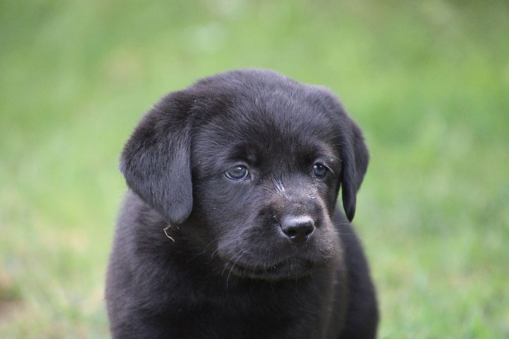 De L' Ambre Bleue - Chiots disponibles - Labrador Retriever