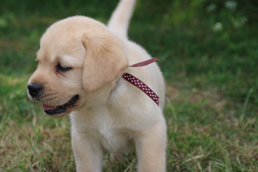 De L' Ambre Bleue - Chiots disponibles - Labrador Retriever