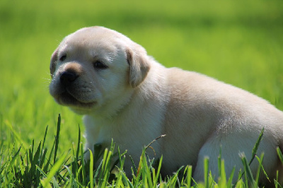 CHIOT 1