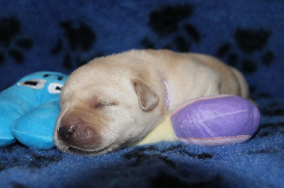 CHIOT 2