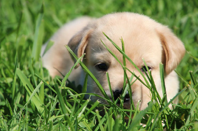 CHIOT 6