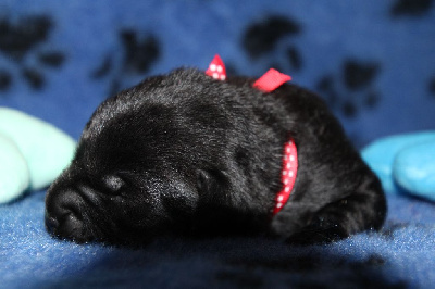 CHIOT 1