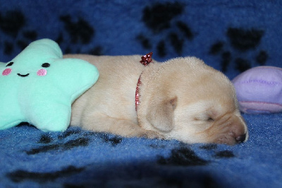 CHIOT 4