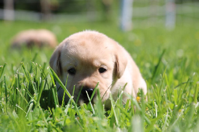 CHIOT 3