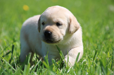 CHIOT 2