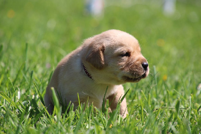 CHIOT 5