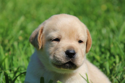 CHIOT 8