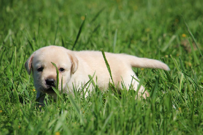 CHIOT 7