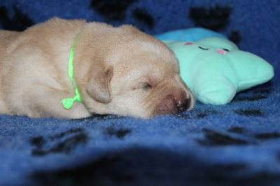 CHIOT 6