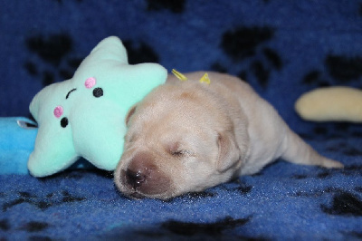 CHIOT 5
