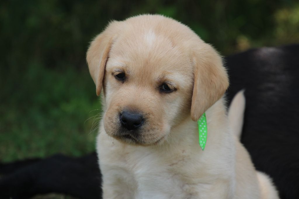De L' Ambre Bleue - Chiots disponibles - Labrador Retriever