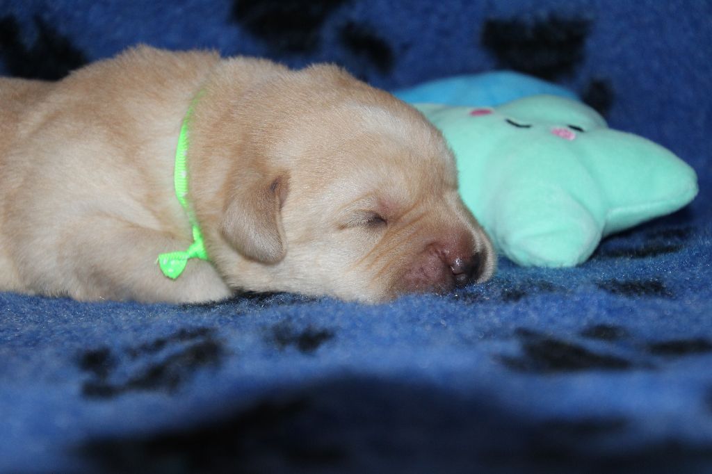 De L' Ambre Bleue - Chiots disponibles - Labrador Retriever