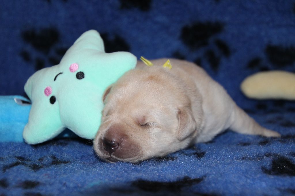 De L' Ambre Bleue - Chiots disponibles - Labrador Retriever