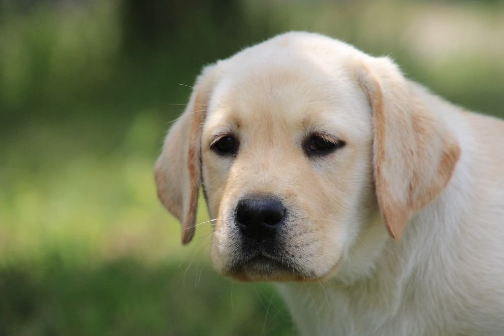 De L' Ambre Bleue - Chiots disponibles - Labrador Retriever